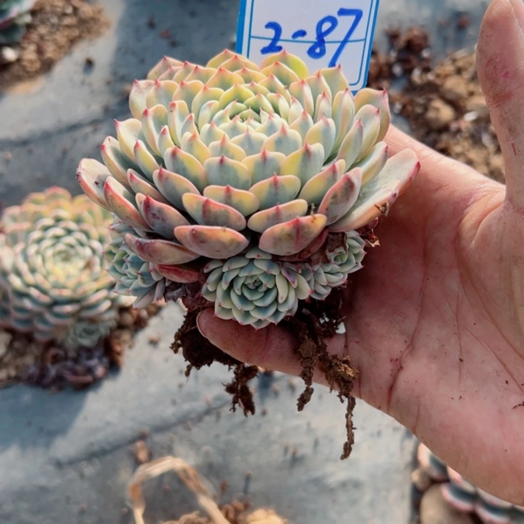 【闪购商品】٭***?精品多肉植物老桩