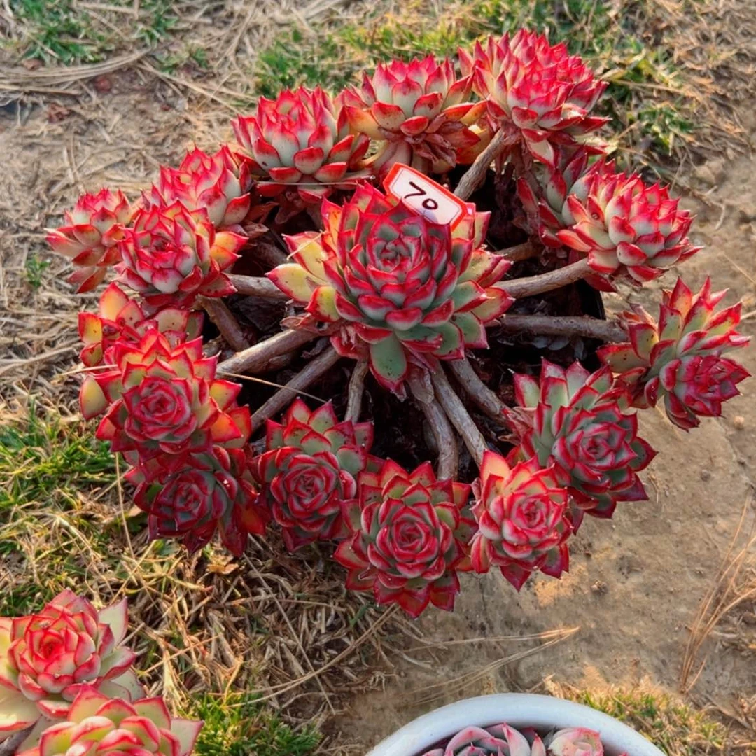 【闪购商品】托*斯精品多肉植物老桩