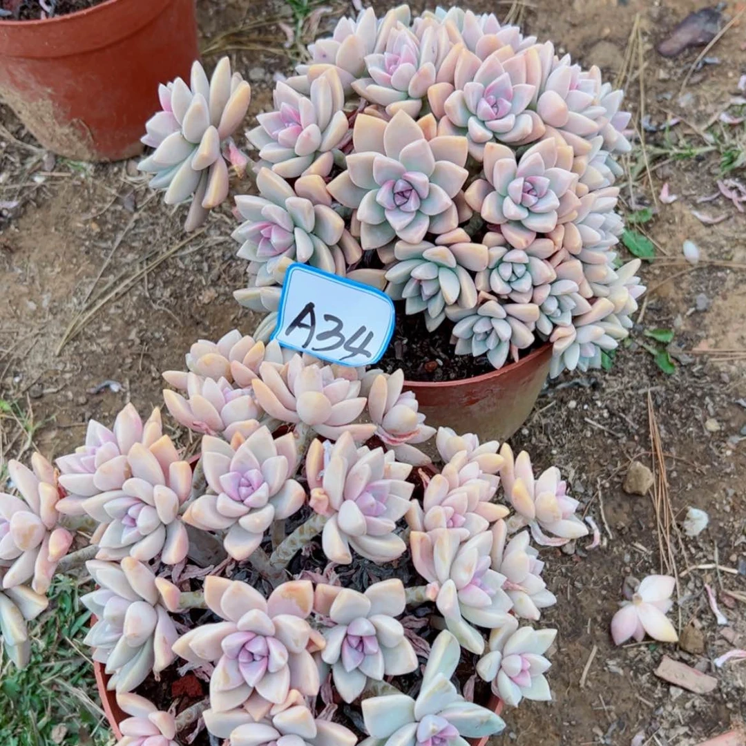 【闪购商品】精品多肉植物老桩