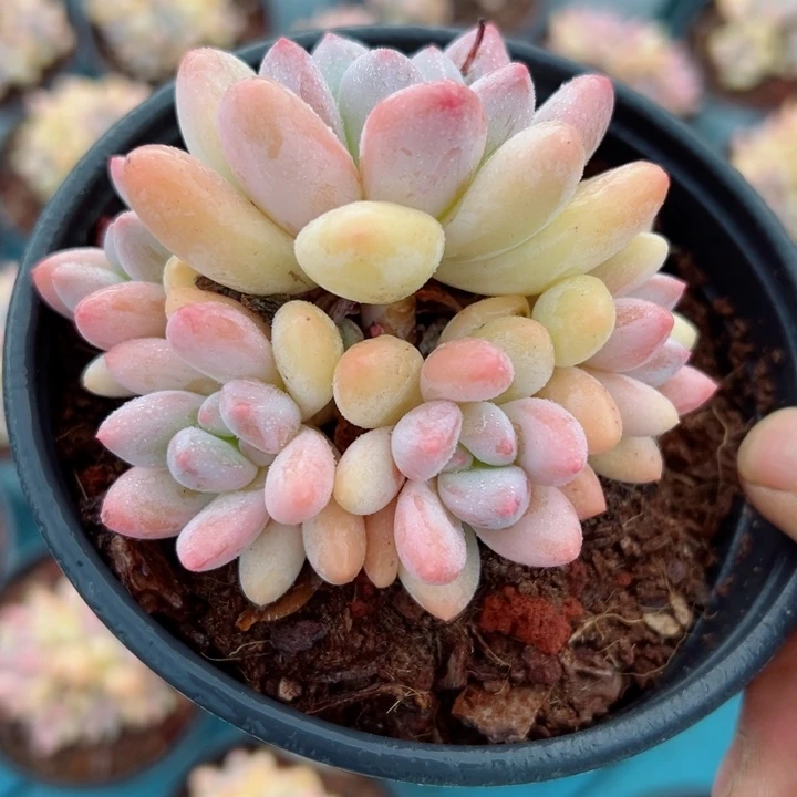 精品多肉植物老桩