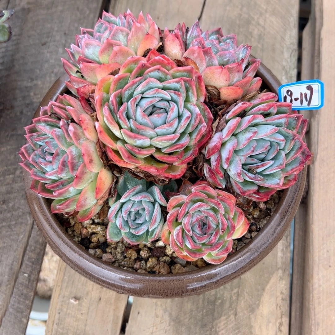 春**开精品多肉植物老桩