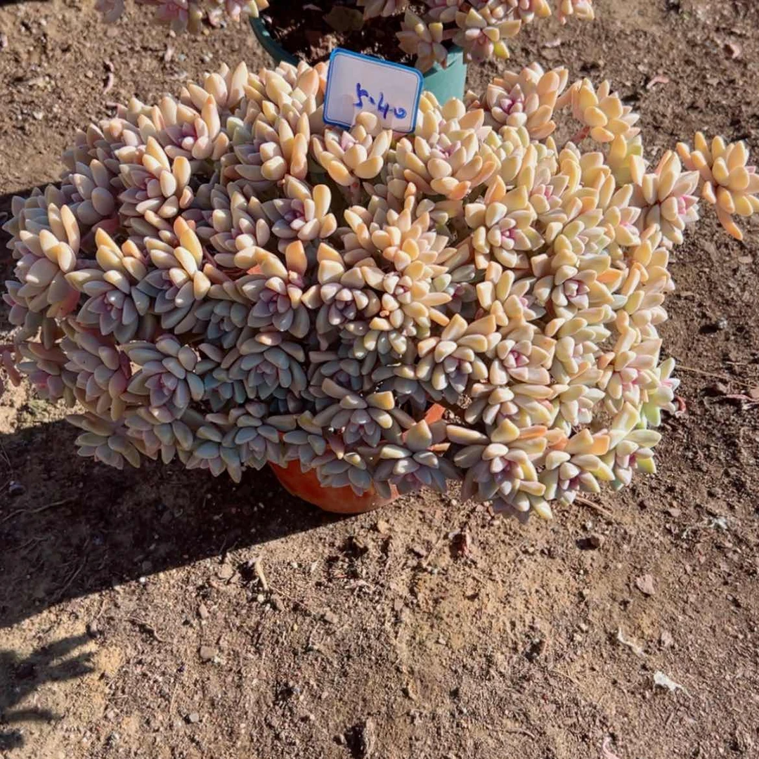 【闪购商品】寒****号精品多肉植物老桩