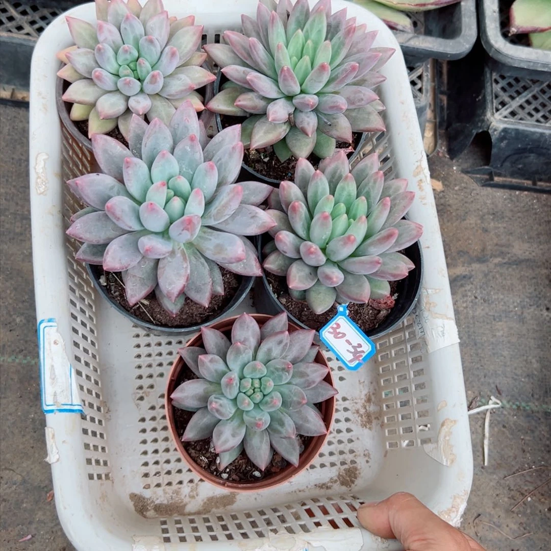 彩**南精品多肉植物老桩