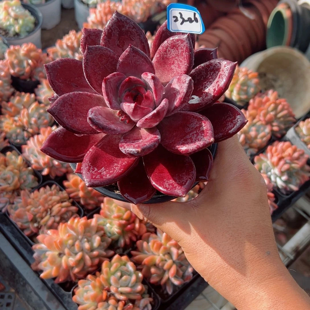 本****店精品多肉植物老桩