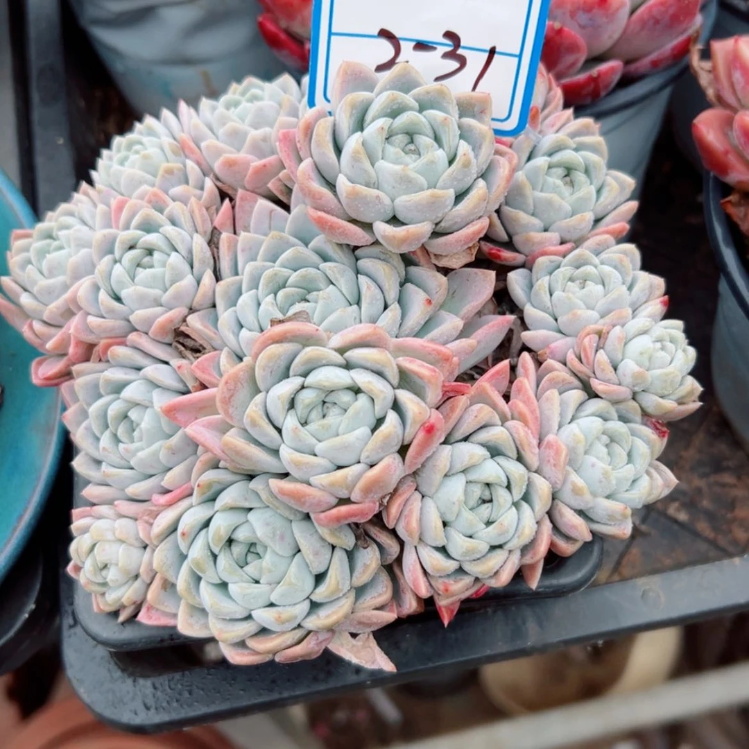 【闪购商品】梦***炛精品多肉植物老桩