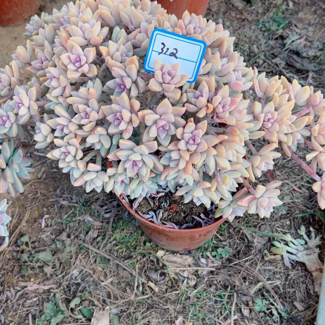 【闪购商品】小*精品多肉植物老桩