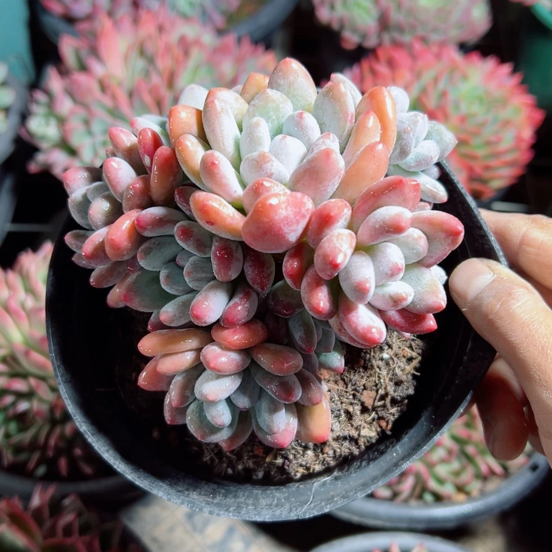 精品多肉植物老桩