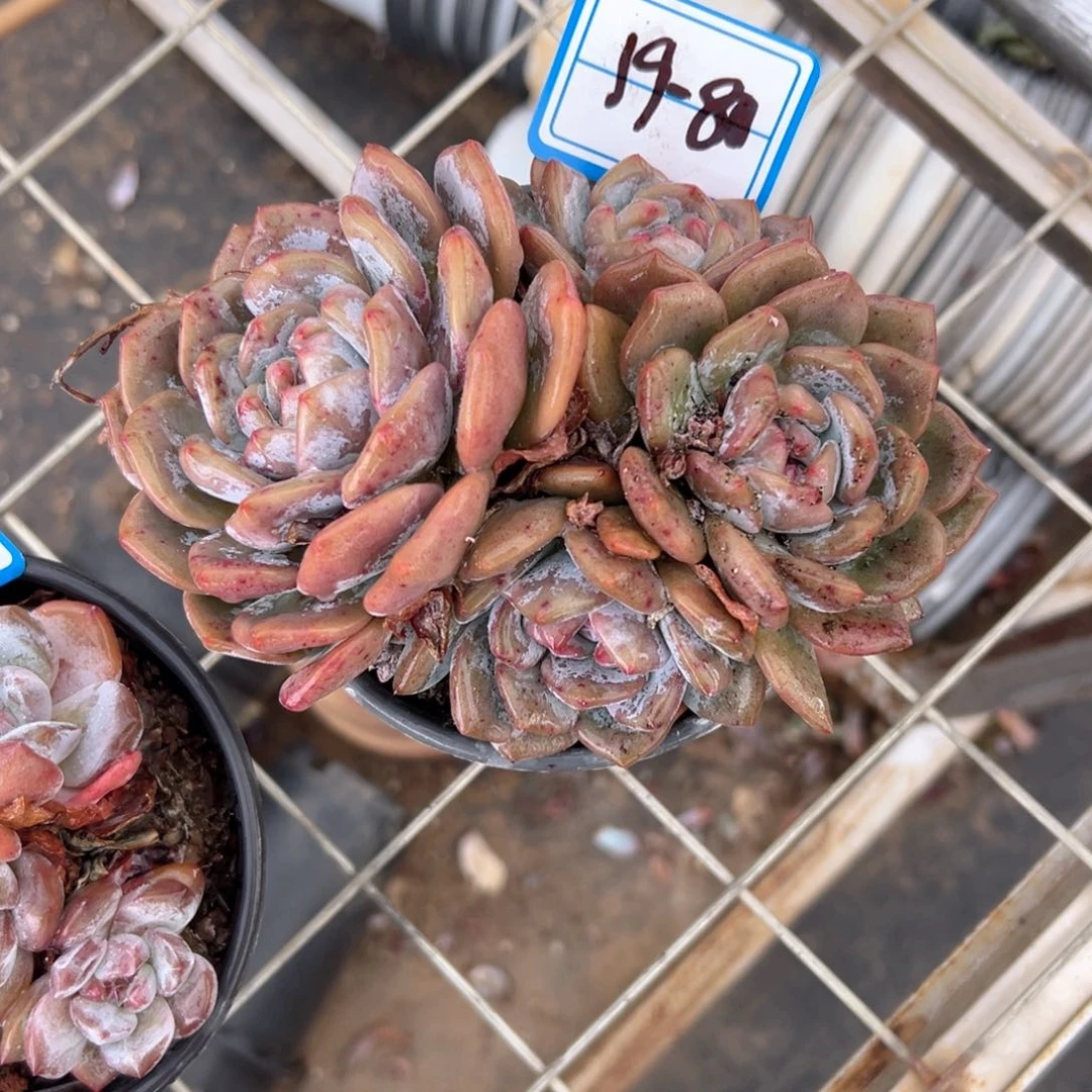 精品多肉植物老桩