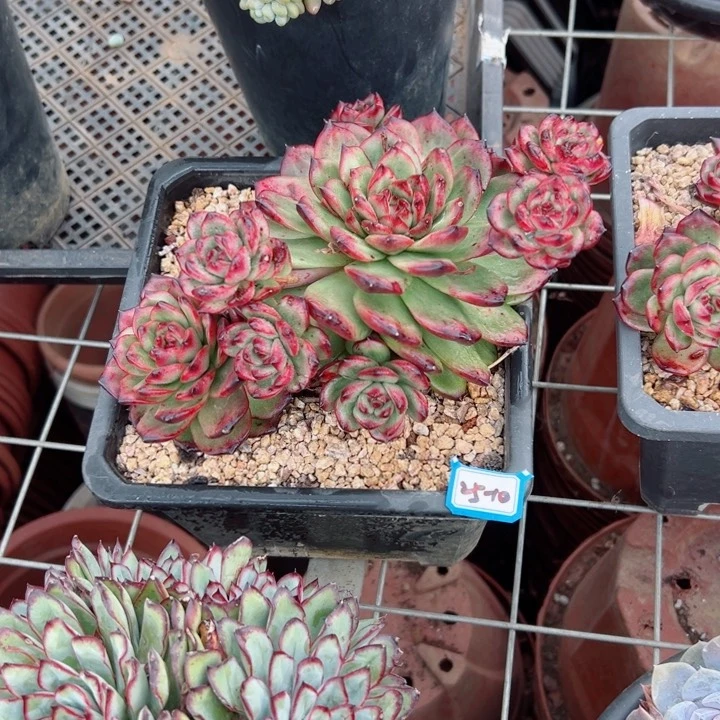 晤*精品多肉植物老桩