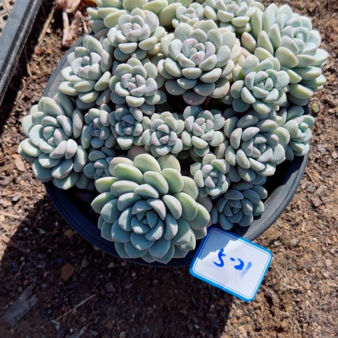 【闪购商品】没*果精品多肉植物老桩
