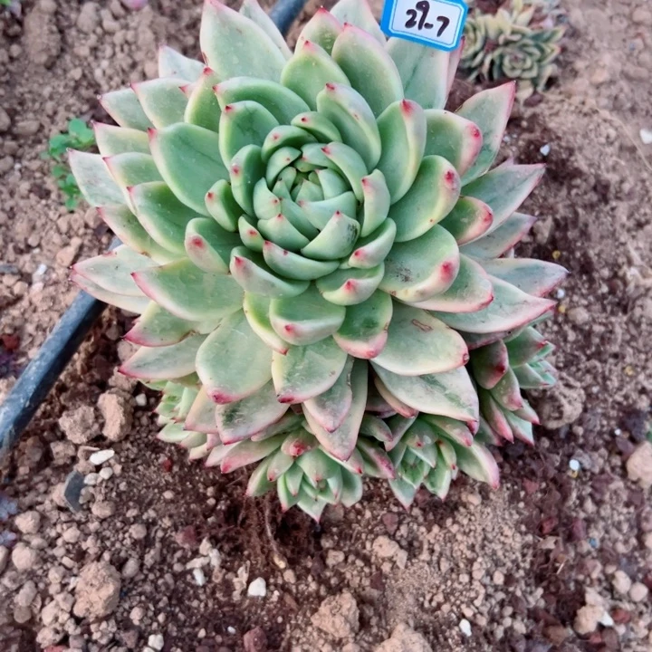 陌*精品多肉植物老桩