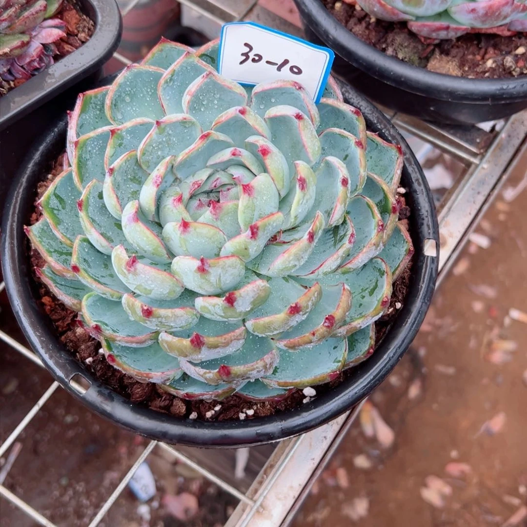 萌****精品多肉植物老桩