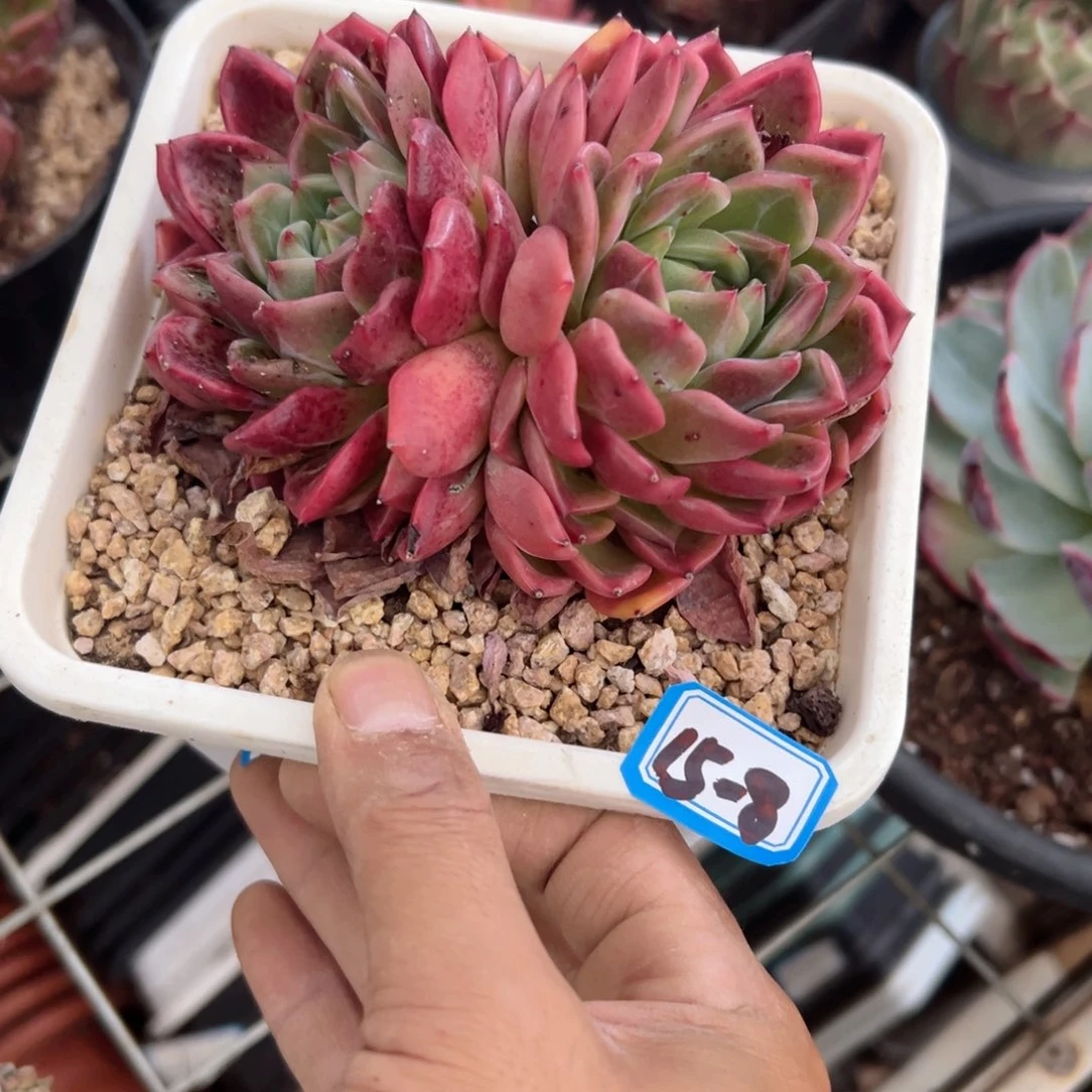 l***w精品多肉植物老桩