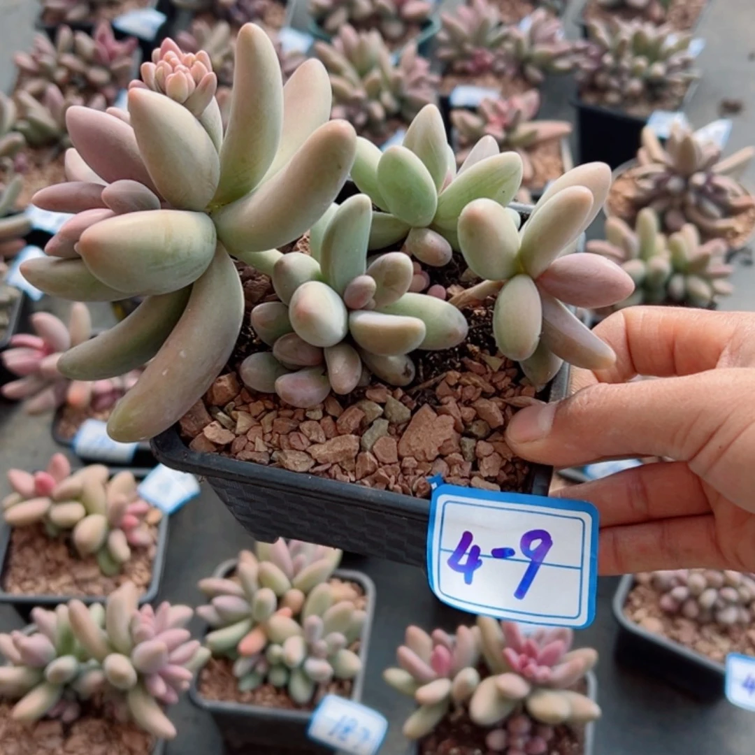 【闪购商品】精品多肉植物老桩