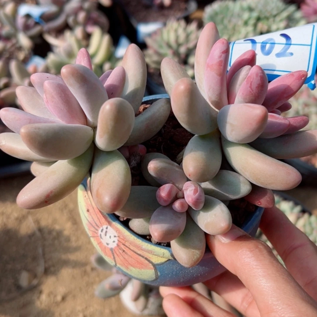 【闪购商品】精品多肉植物老桩