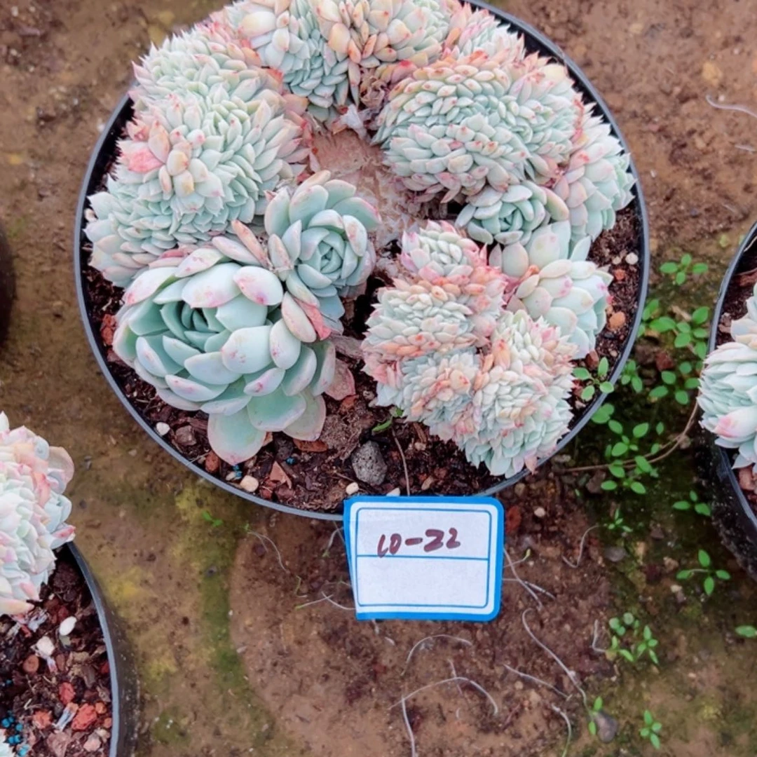 【闪购商品】朵****?精品多肉植物老桩