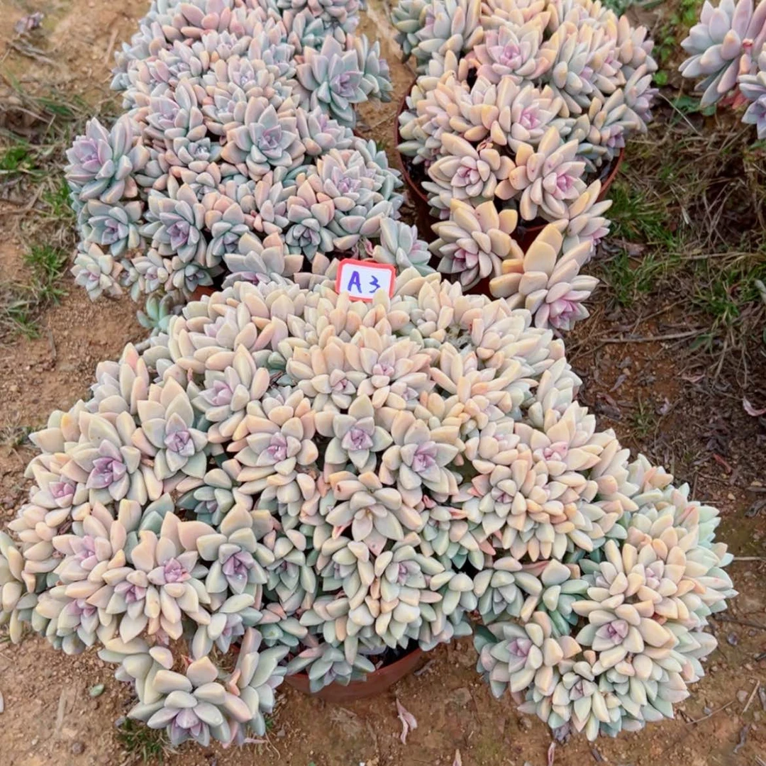 【闪购商品】山****室精品多肉植物老桩