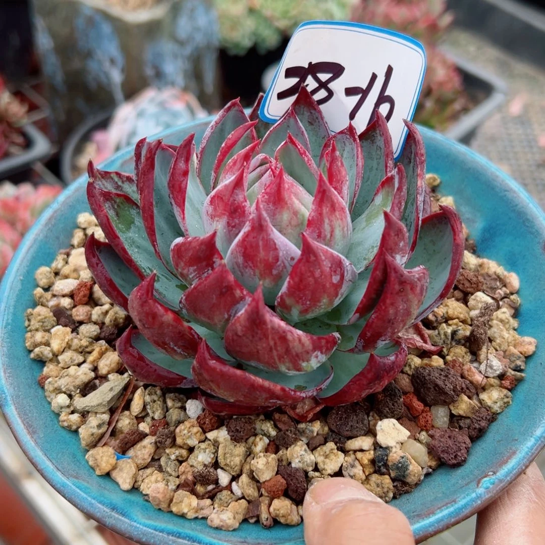 Z*Y精品多肉植物老桩