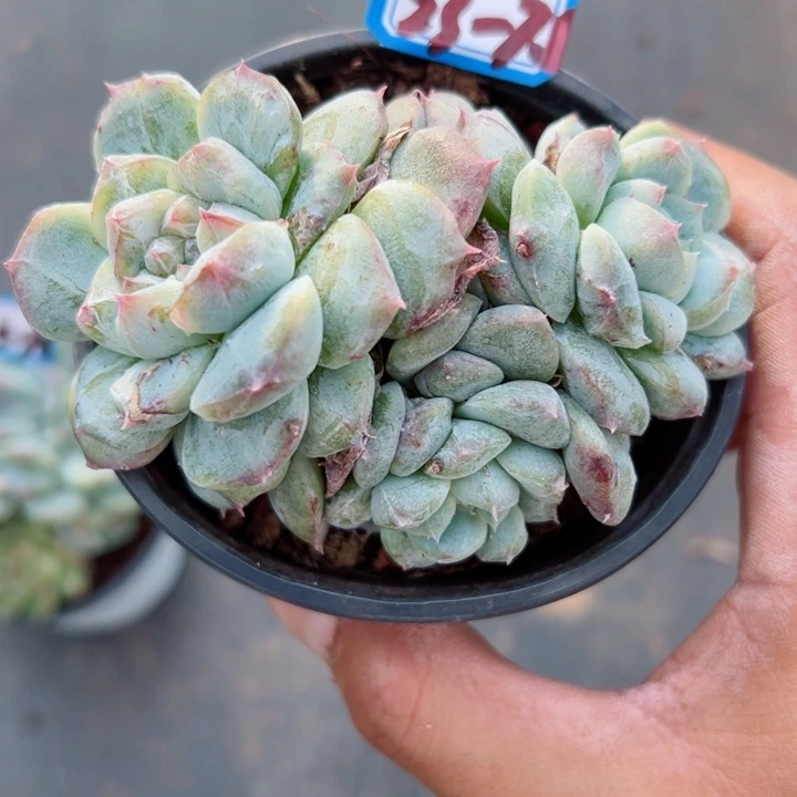精品多肉植物老桩