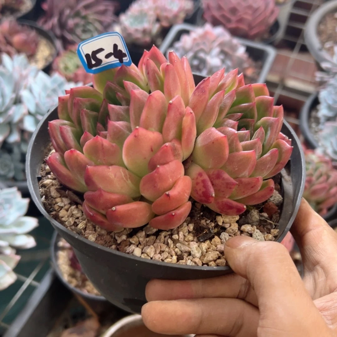 刚****坑精品多肉植物老桩