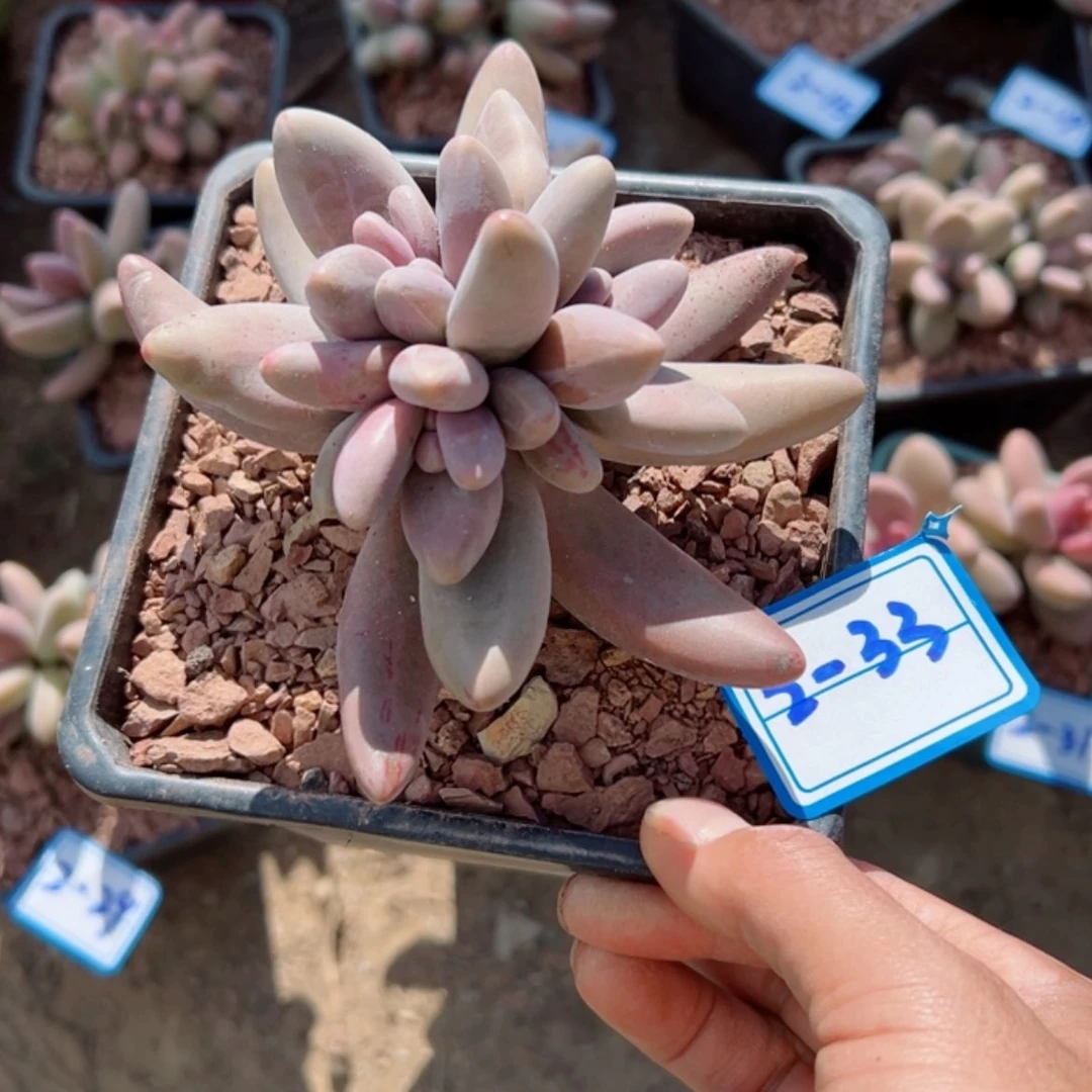 【闪购商品】精品多肉植物老桩