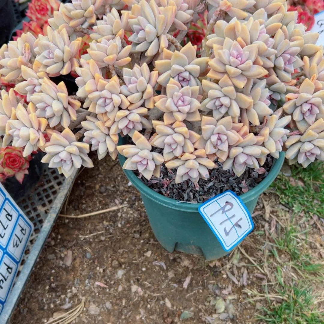 【闪购商品】向****o精品多肉植物老桩