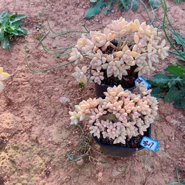 懒*精品多肉植物老桩