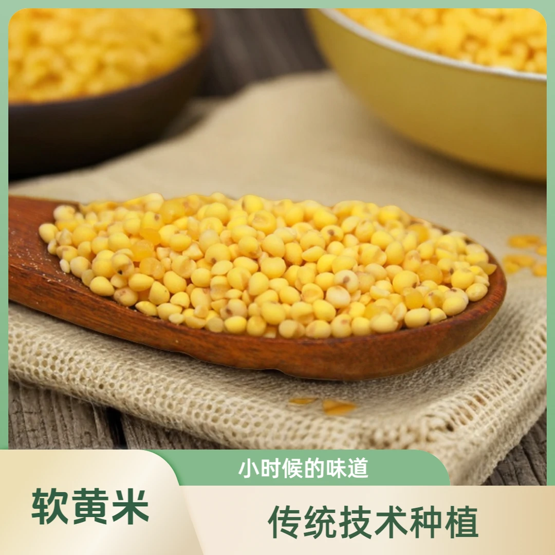 包粽子专用大黄米陕北大黄米正宗精选黄糯米新米纯正大黄米大婚