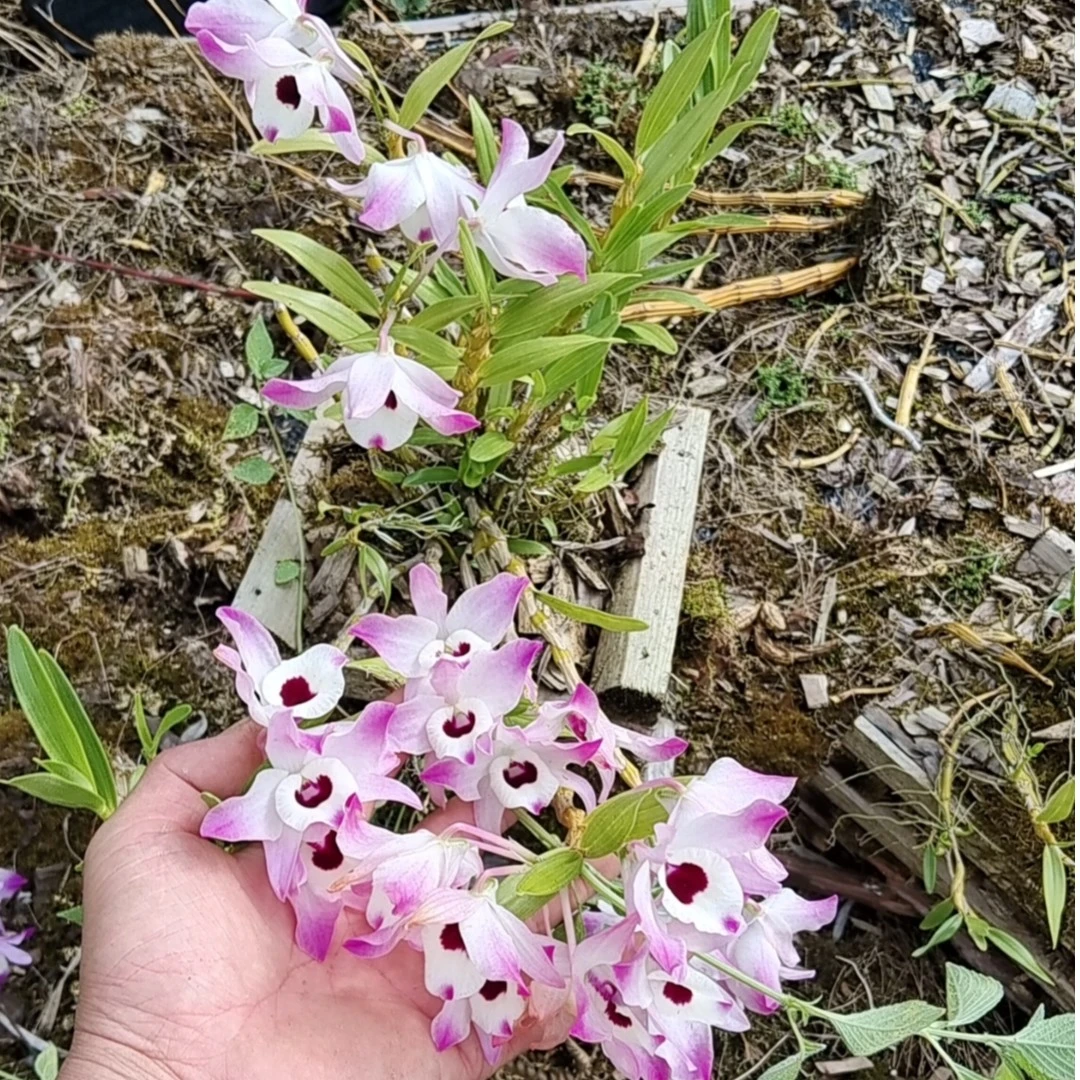 【大白精选】金叉石斛兰花 绿植花卉福利价一物一拍