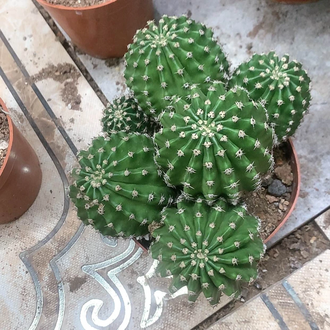 【闪购商品】花花花