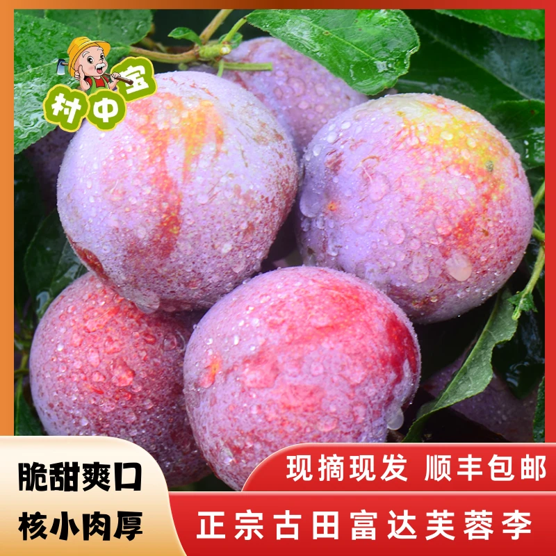 村中宝正宗福建古田富达芙蓉李红心李脆李5斤10斤装包邮大果李子