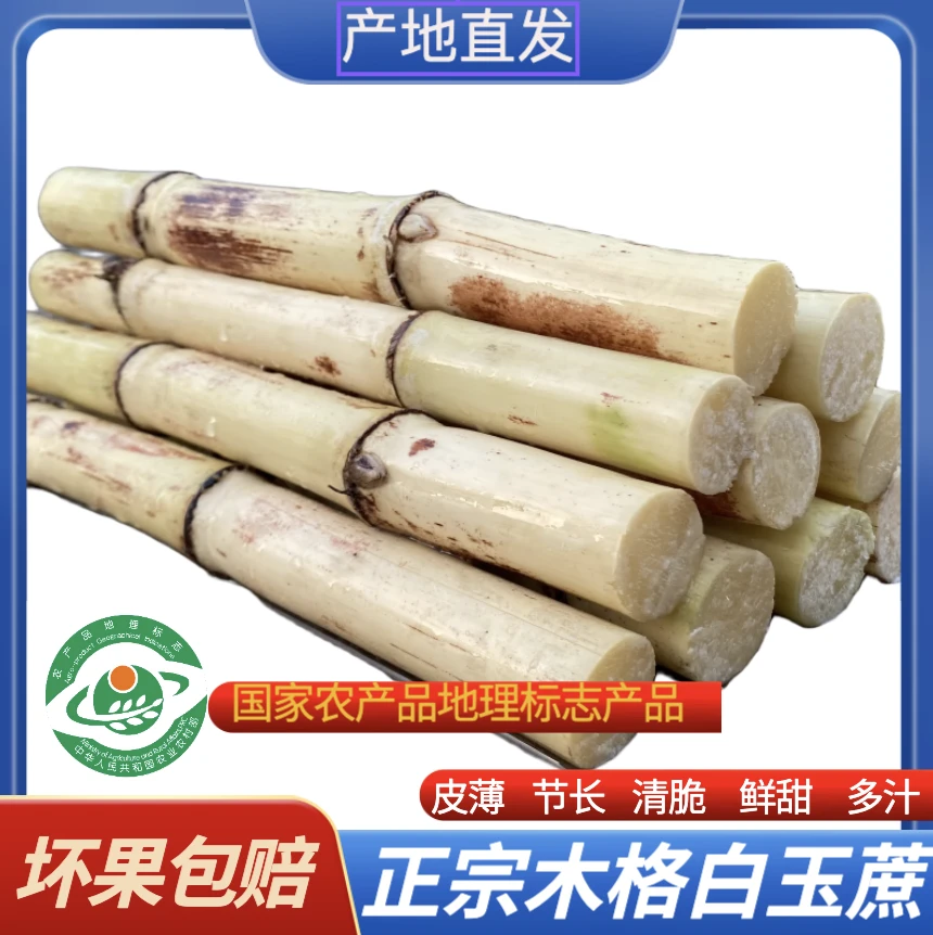 广西木格白玉甘蔗优选中段应季水果皮薄甘甜新鲜清甜多汁甜杆甘蔗