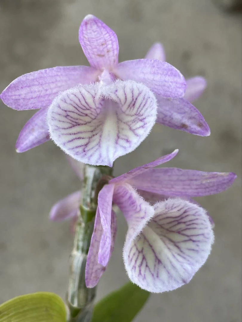 血丝报春石斛花卉盆栽花香每年4月份开花