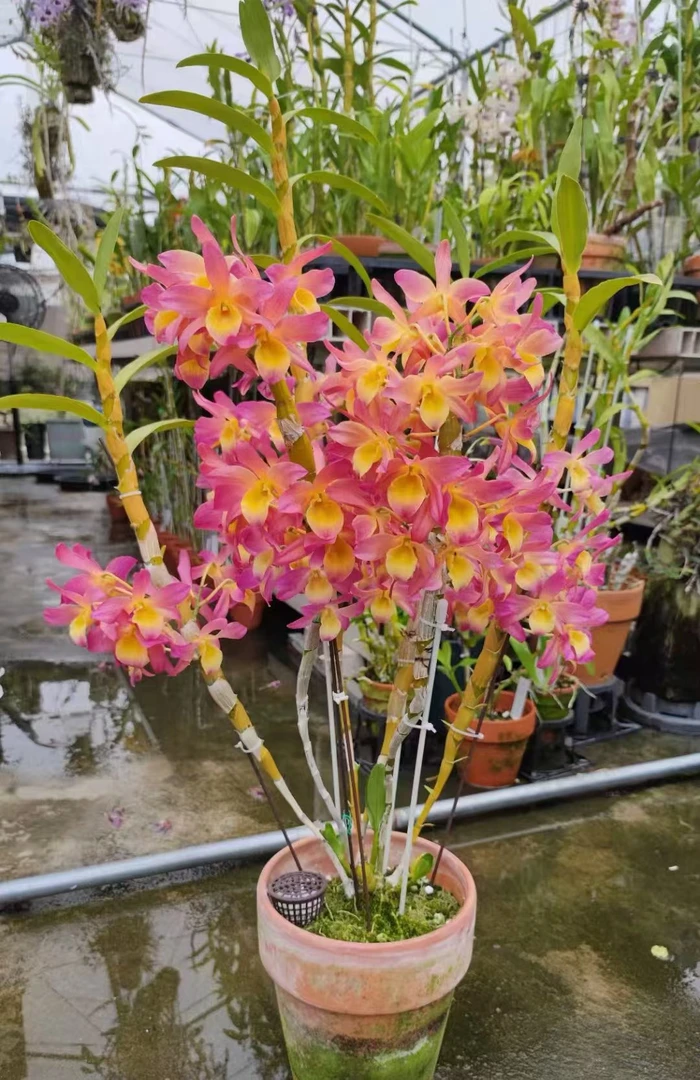 午夜之吻石斛花卉盆栽花香每年开花
