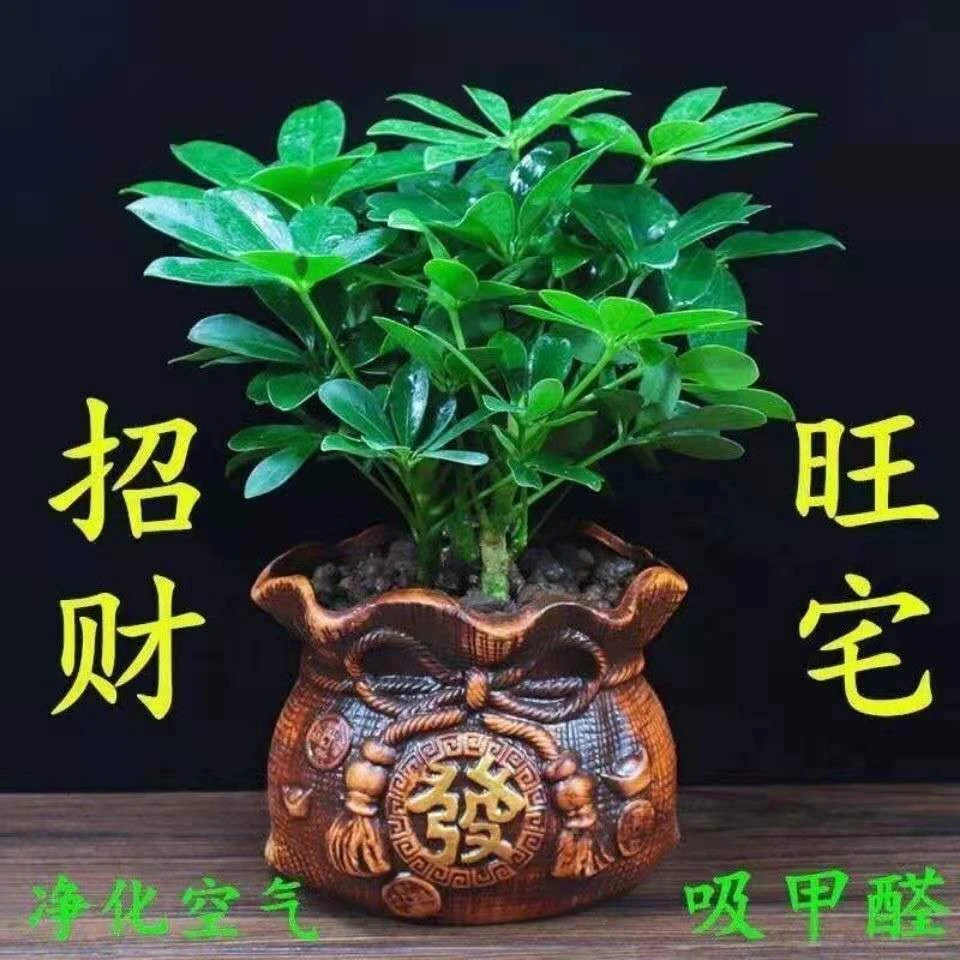 八方来财绿植盆栽室内桌面鸭脚木盆栽七叶莲盆栽客厅阳台招财树