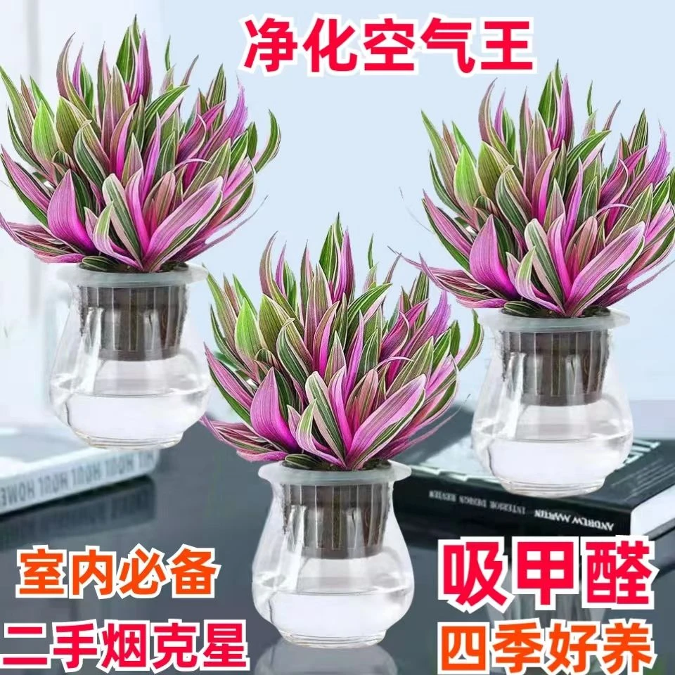 【紫露兰水培】盆栽室内吊兰花卉办公室内净化空气植物客厅摆放花