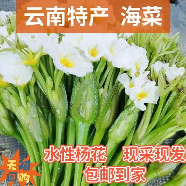【海菜】云南大理海菜花水性扬花洱海菜特色新鲜蔬菜网红菜1斤