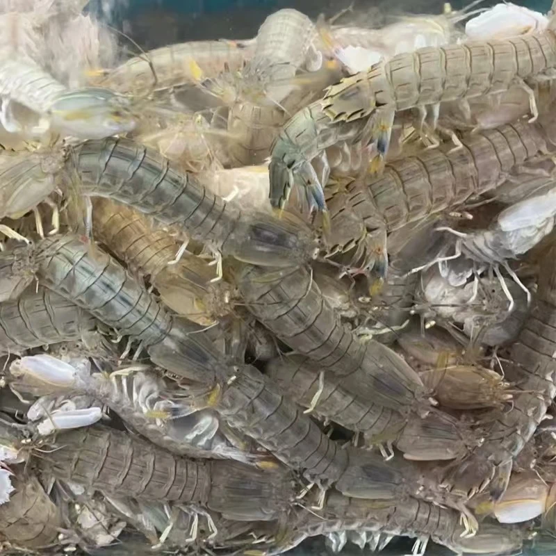 <保鲜不保活>丹东东港皮皮虾 虾爬子 3斤顺丰发货