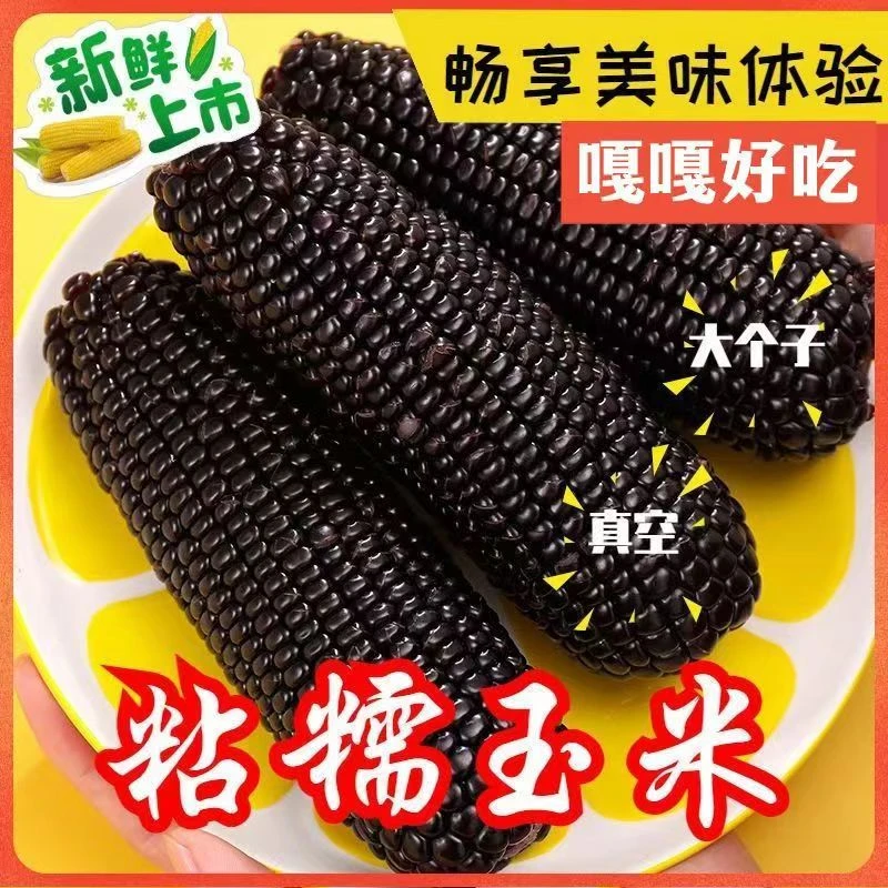 专属10大棒东北真空黑糯玉米整箱5.6-6斤