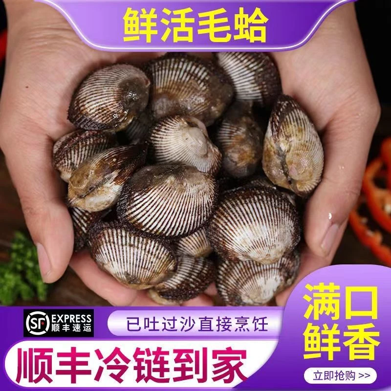 【鲜活毛蚶】新鲜毛蛤蜊家庭聚餐 北方冷水毛蚶 带泥发货海鲜顺丰