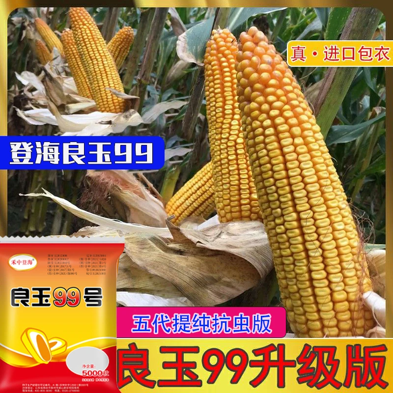 良玉99（5000粒）大马牙抗旱耐涝春播夏播抗锈高产玉米种子