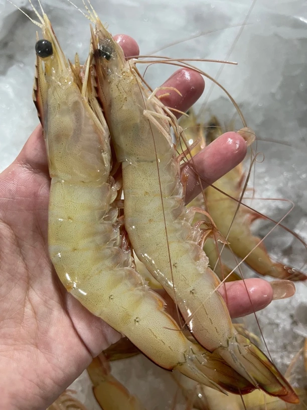 双拖船大白虾350克一盒