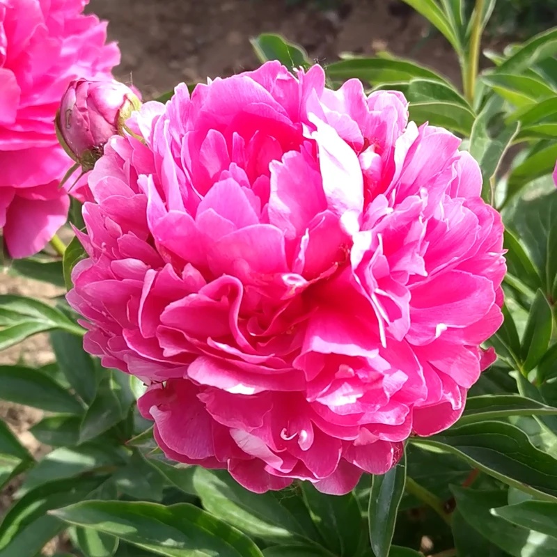 芍药花苗根块四季开花易活花卉带芽重瓣芍药花根阳台盆栽庭院植物