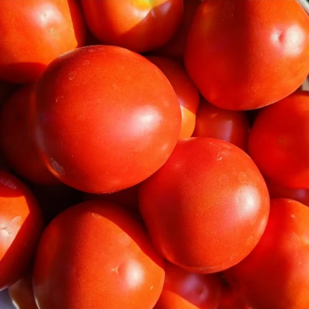 贵州高山农家自种当季露天圆西红柿