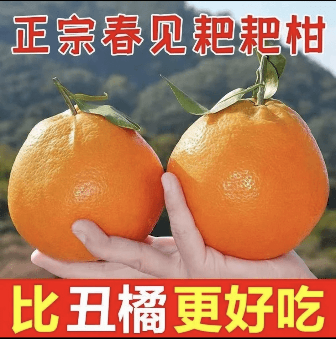 【新鲜采摘】四川蒲江春见耙耙柑5斤8斤香甜爆汁爽口细腻现摘现发