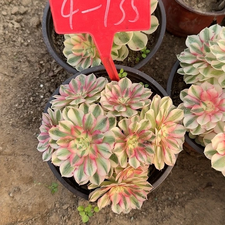 4-135倾城多肉法师多肉法师