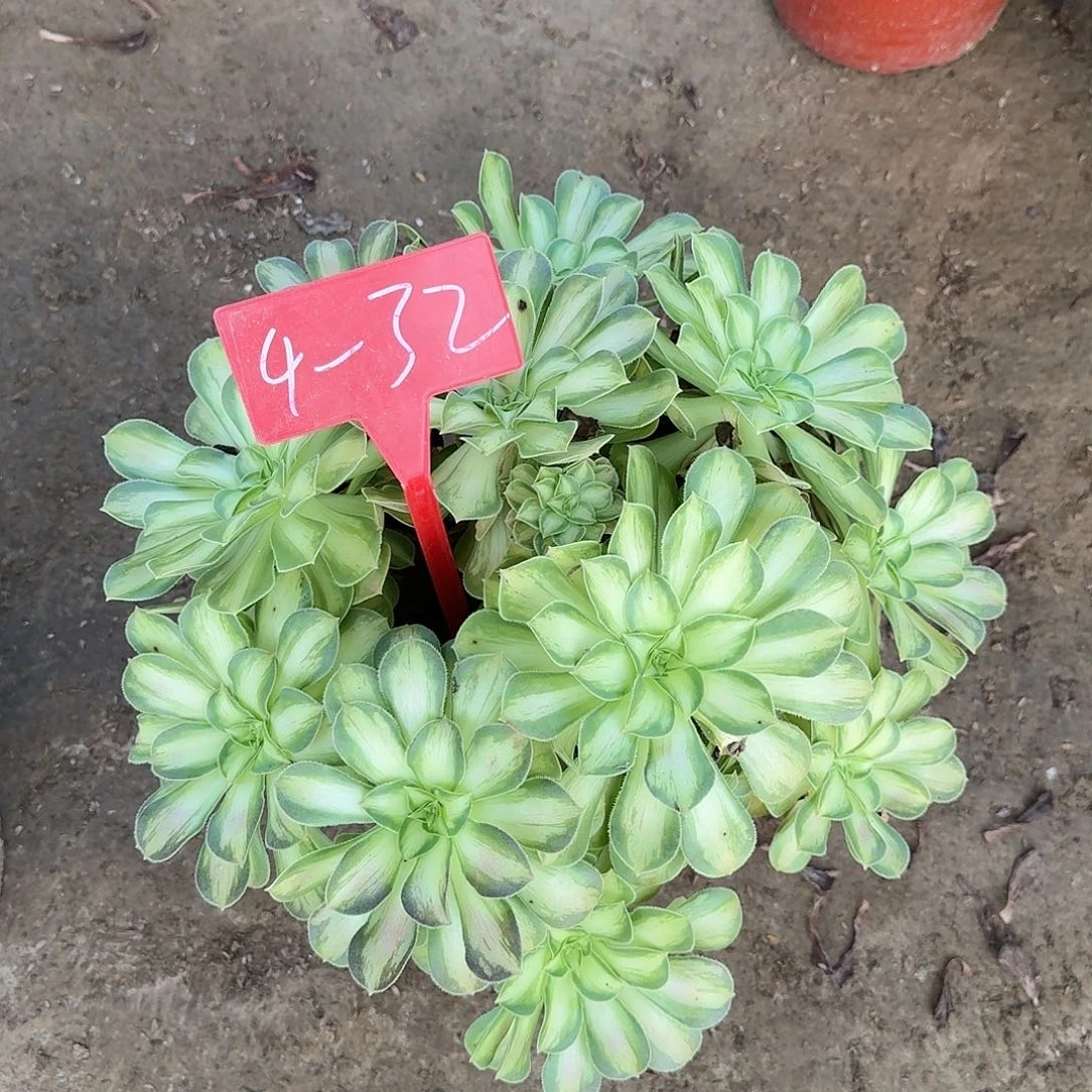 4-32韶华多肉法师多肉法师