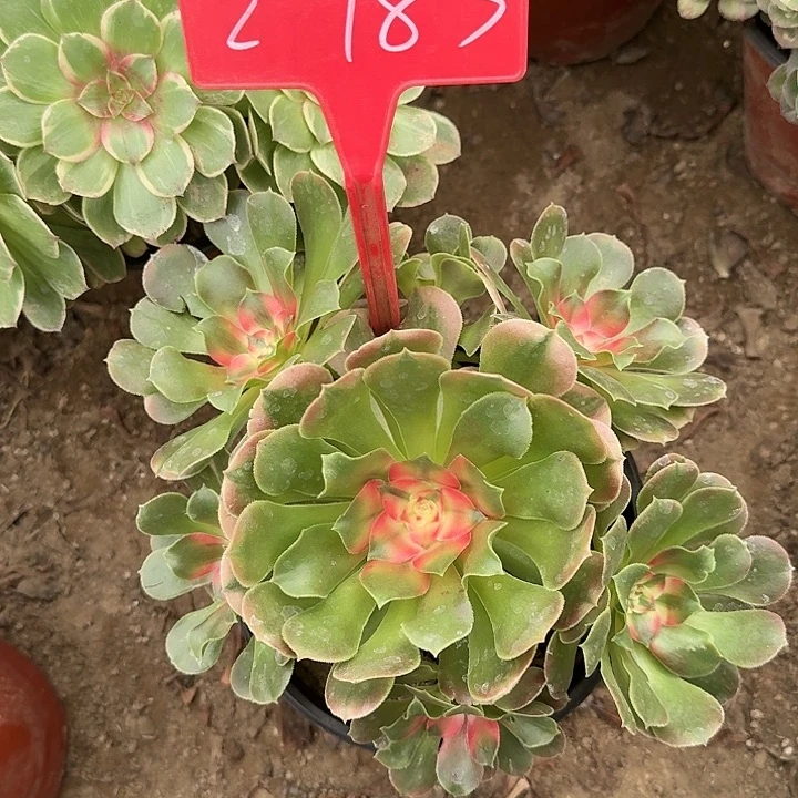 2-183香妃多肉法师多肉法师