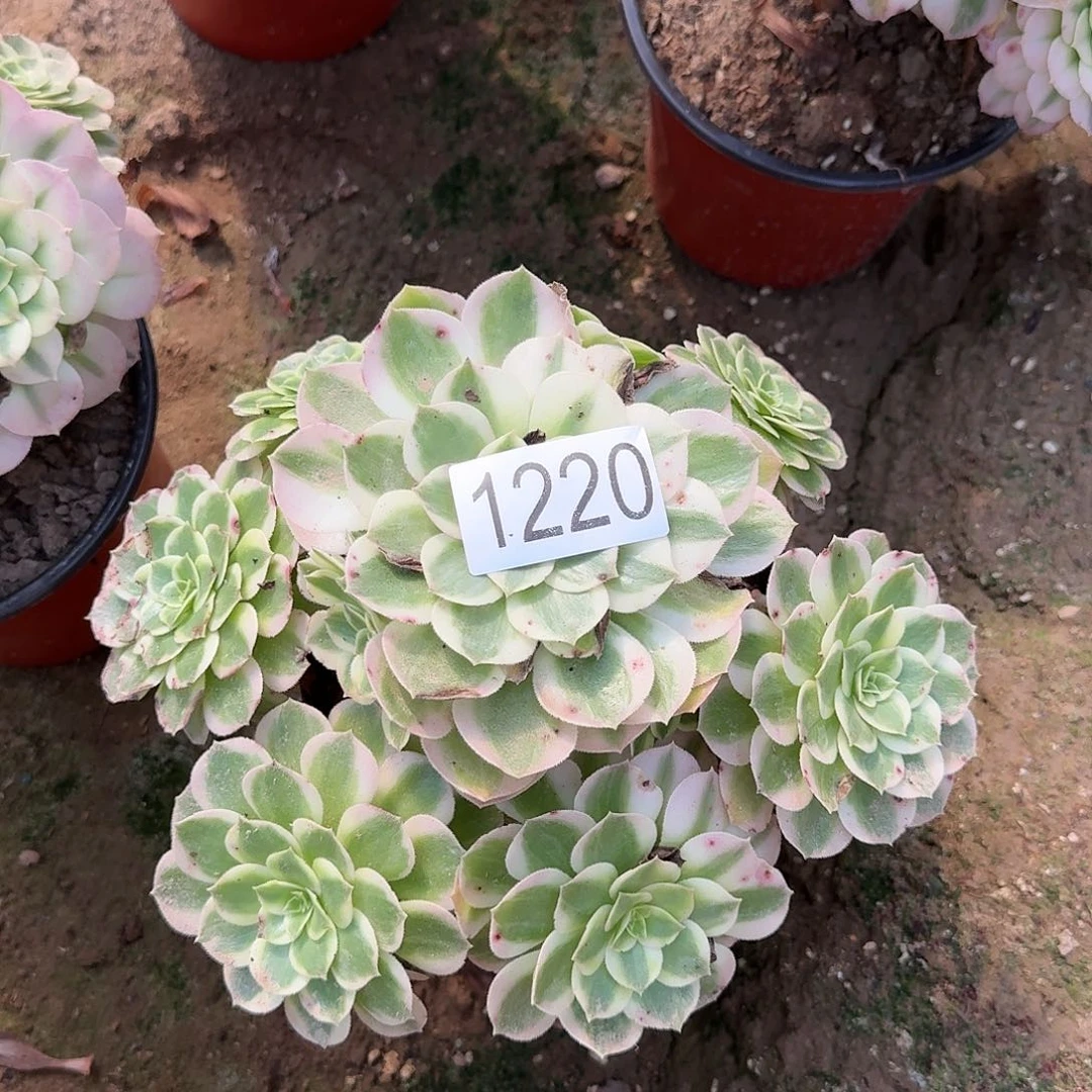 1220海王多肉法师多肉