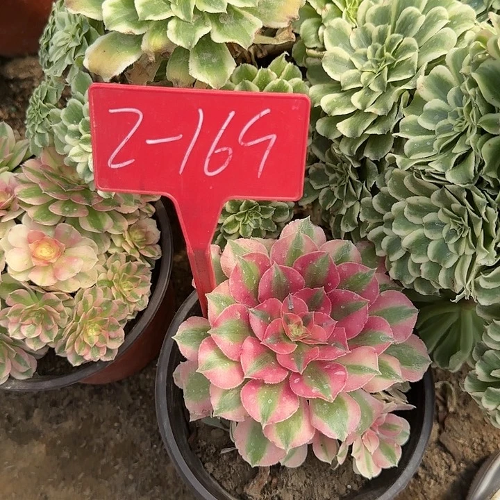 2-169粉女巫多肉法师多肉法师